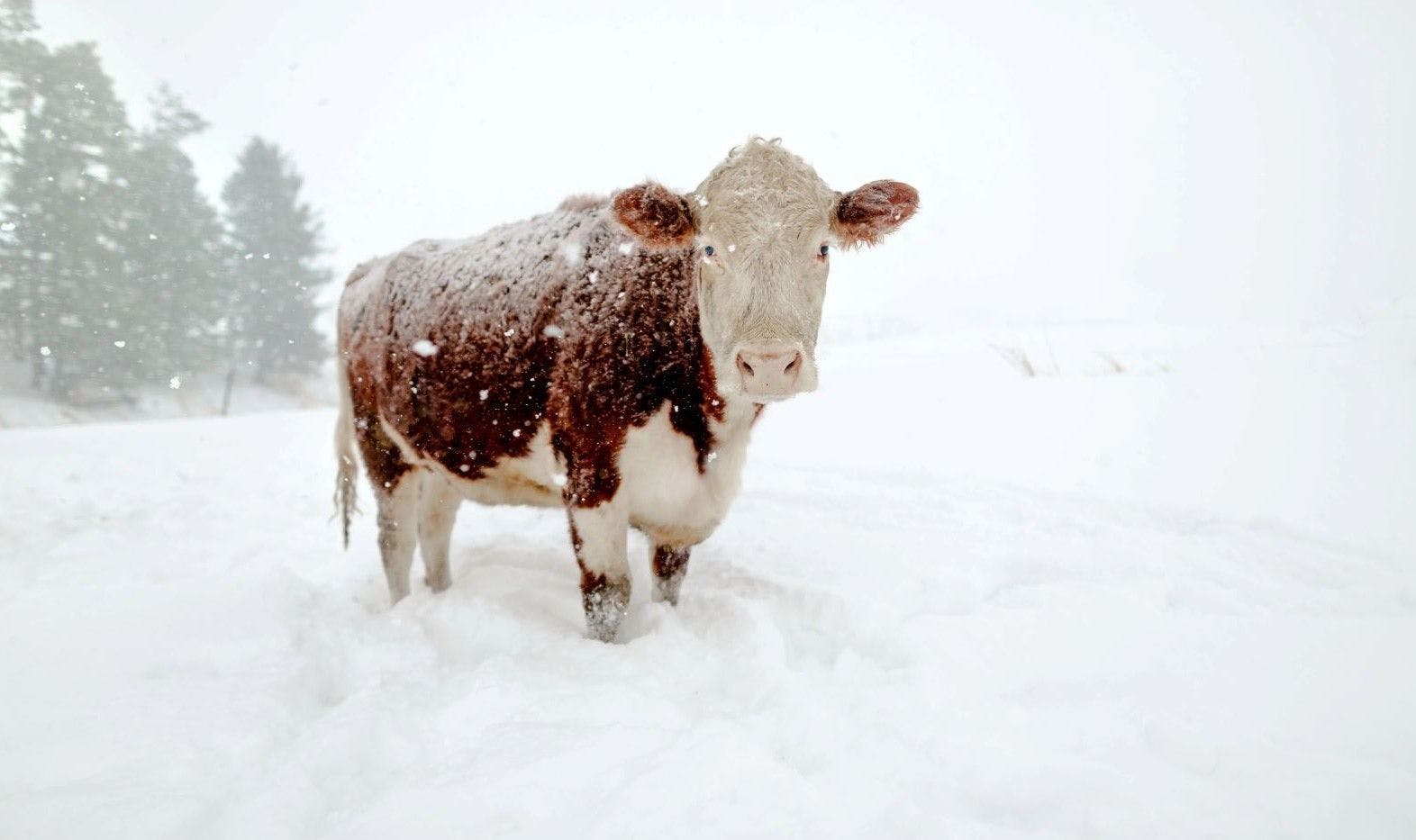 Soule: Highlander Cows Make Superb Pets!