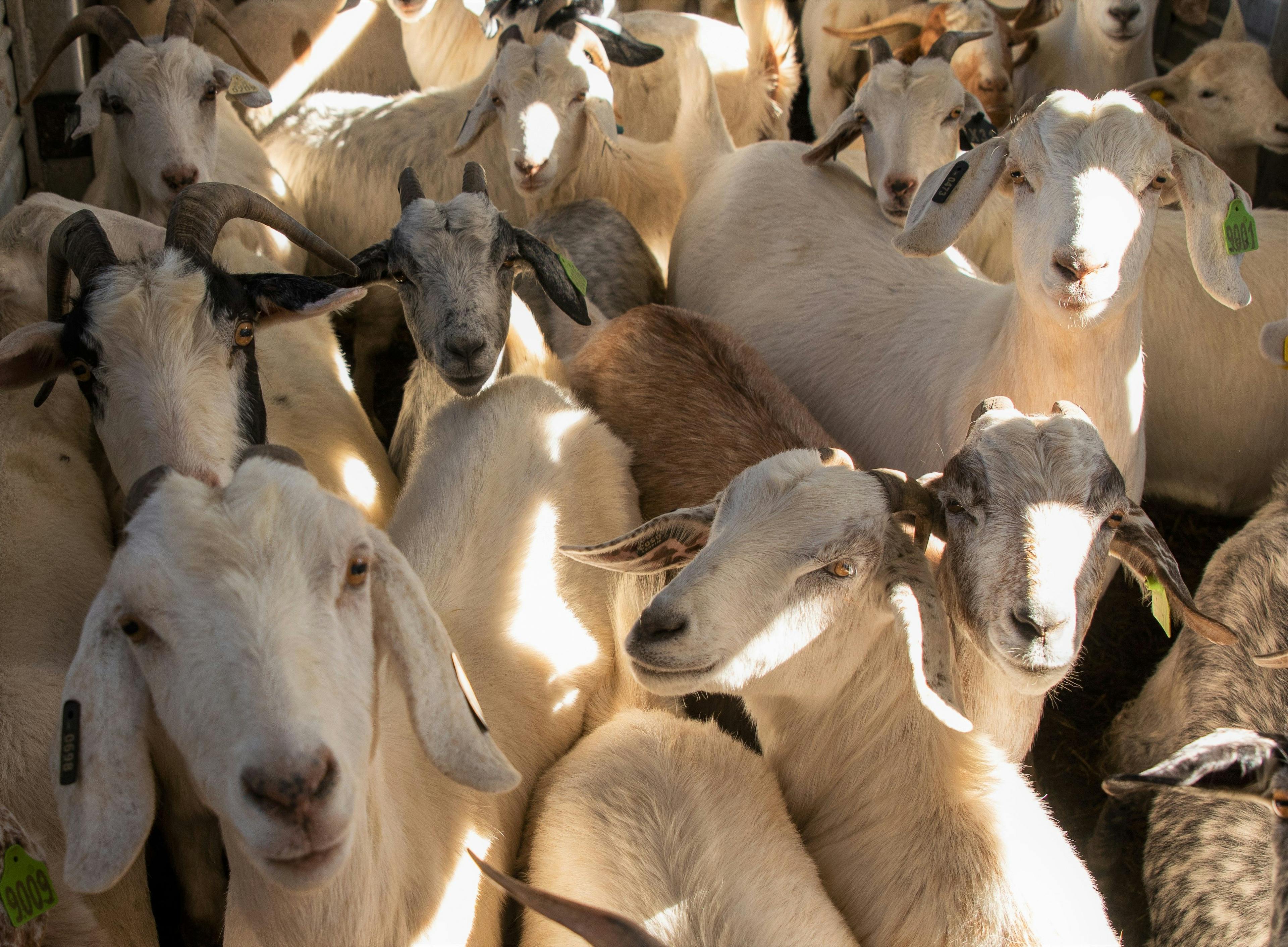 To Fight Invasive Species, Bring in the Goats