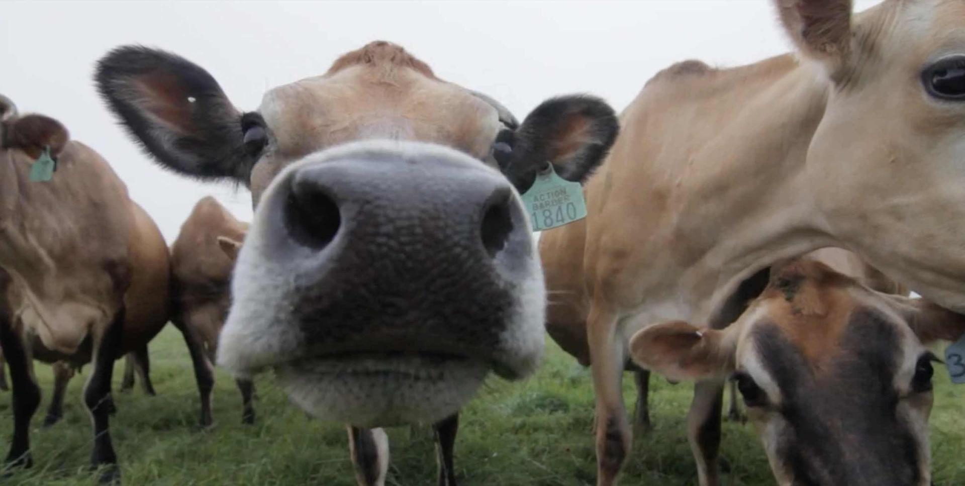 Organic Valley cows on pasture.