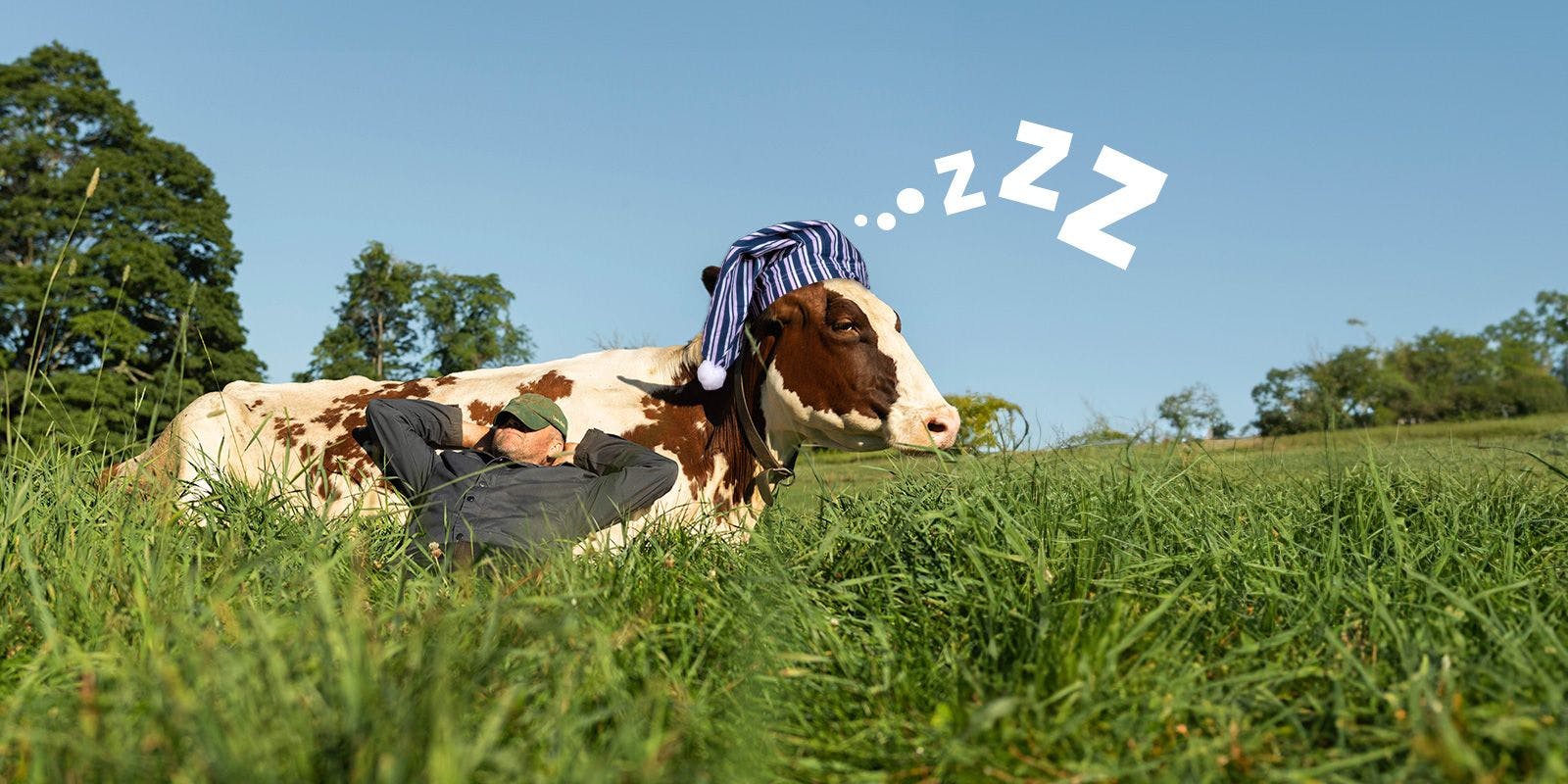 A farmer rests on a lying cow, which is wearing a nightcap that was digitally inserted into the photo.