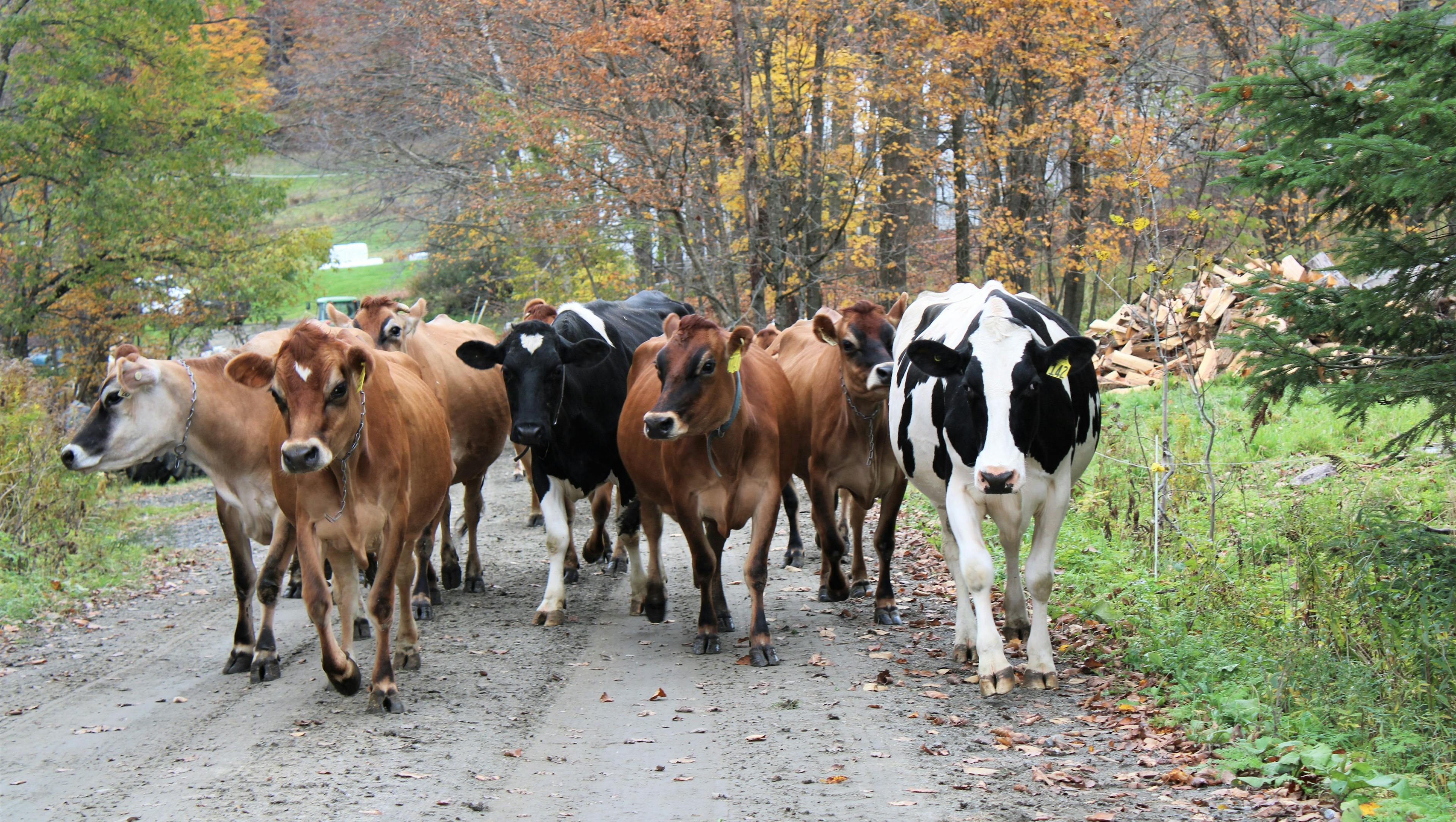 Organic dairy cows walk up a lane with fall foliage all around at the Roberge farm in Vermont.