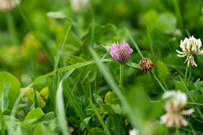 Field of clover with white and purple flowers.
