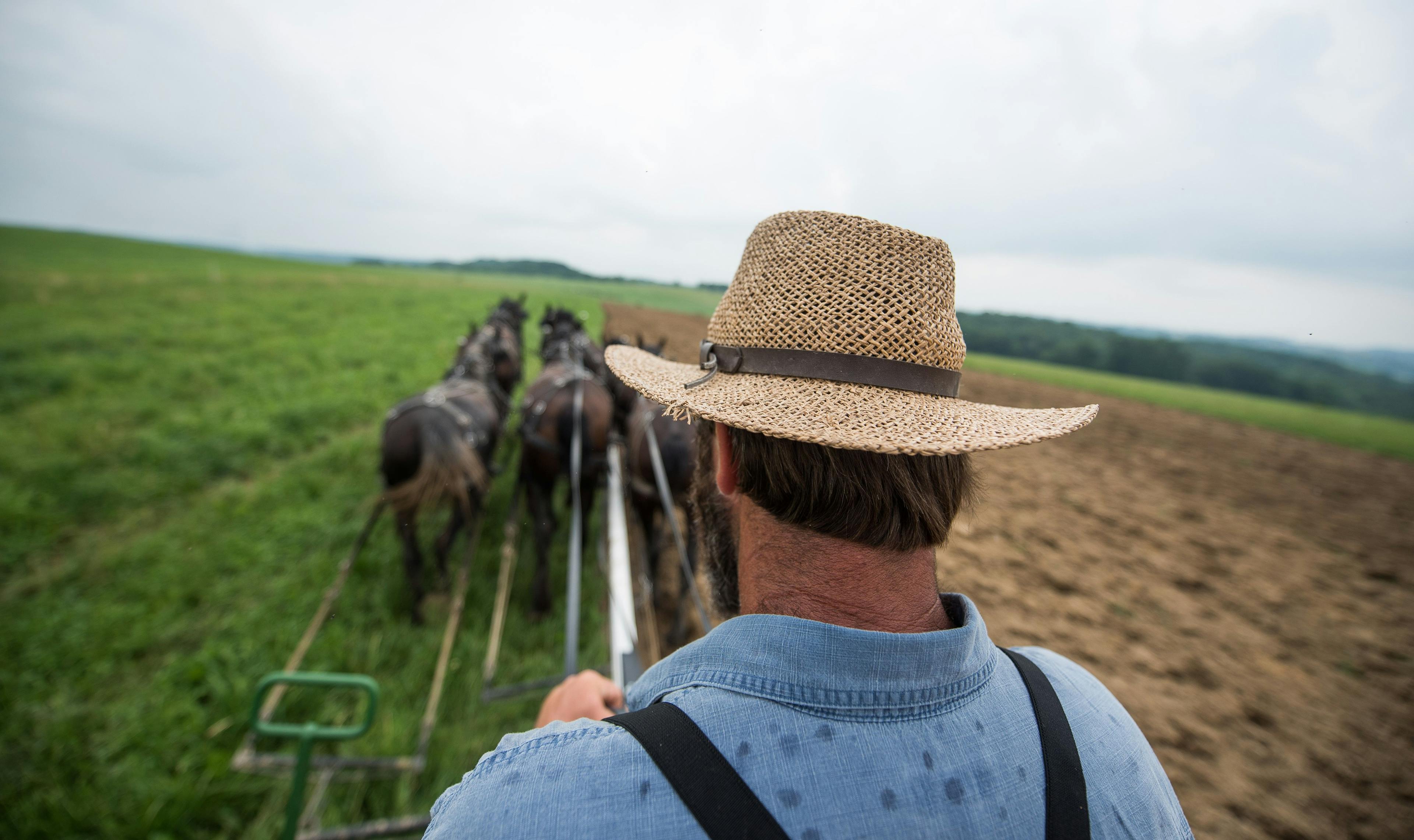 Organic farmer Jerry Miller plows a field at his Ohio farm using horses to pull the plow.
