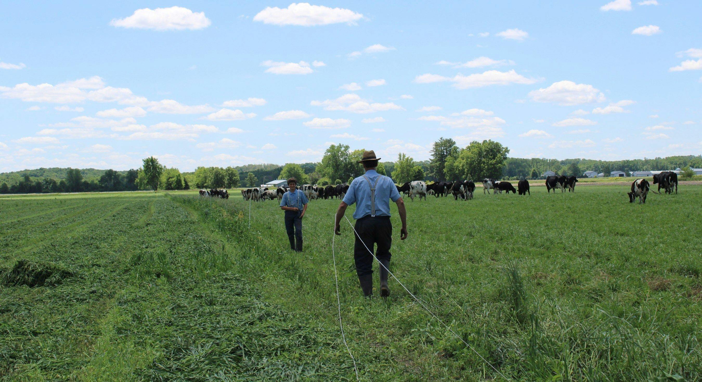 2 men walking through a field with dairy cows.