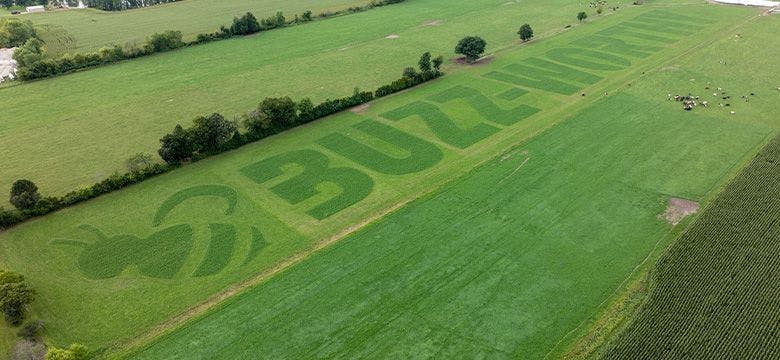 Cows grazed a message in a field on an Organic Valley farm in Green Bay, Wisconsin.