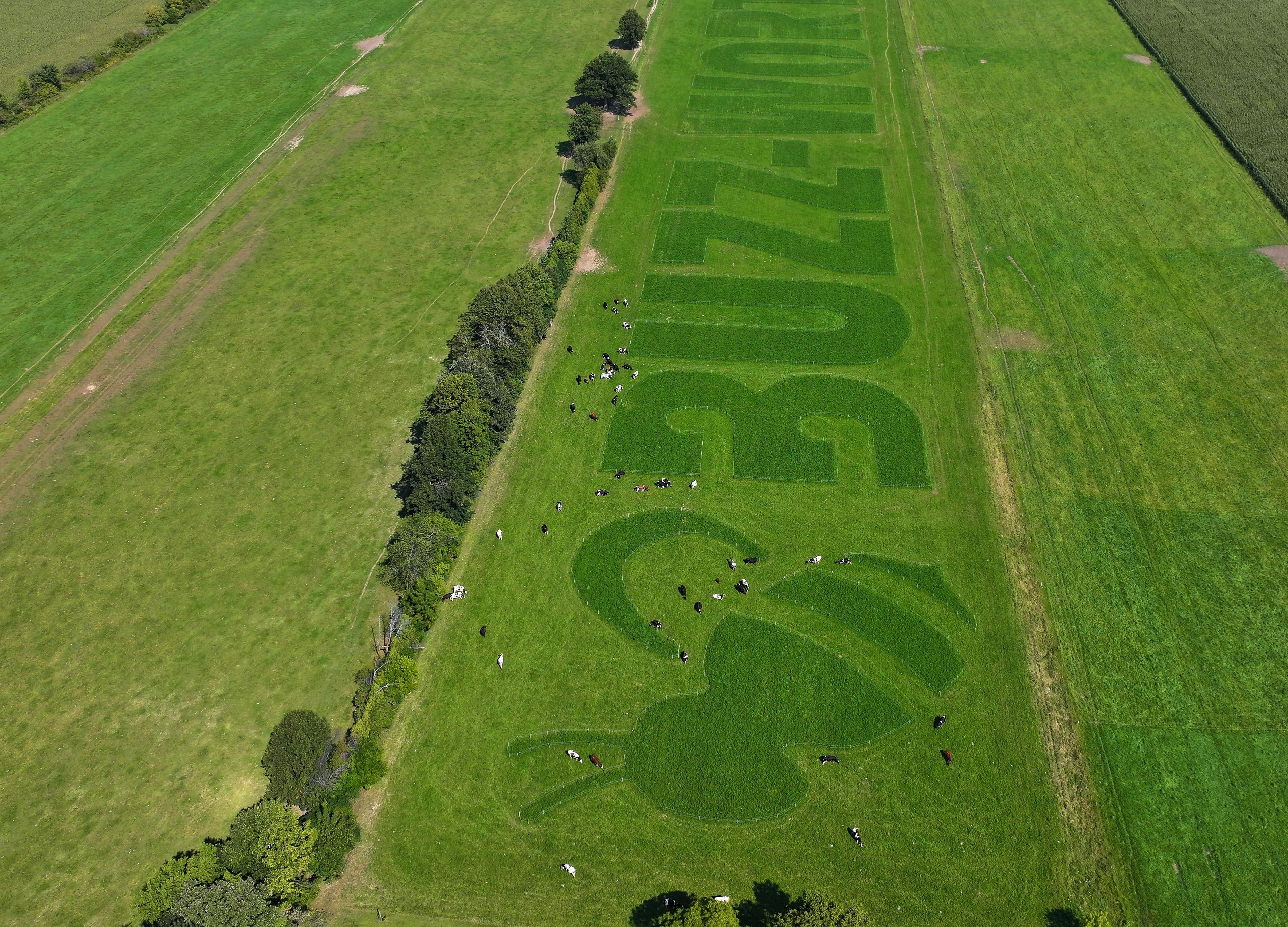 The word “BUZZ-WORTHY” created in pasture, with cows nearby.