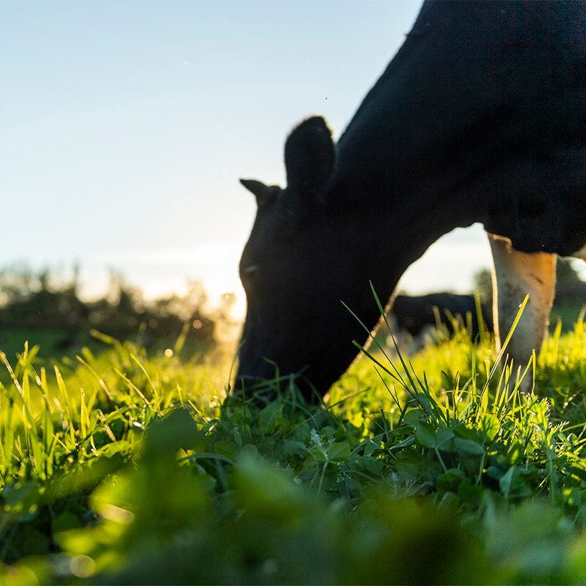A cow grazing on grass in a green pasture in the sun with a shadow.