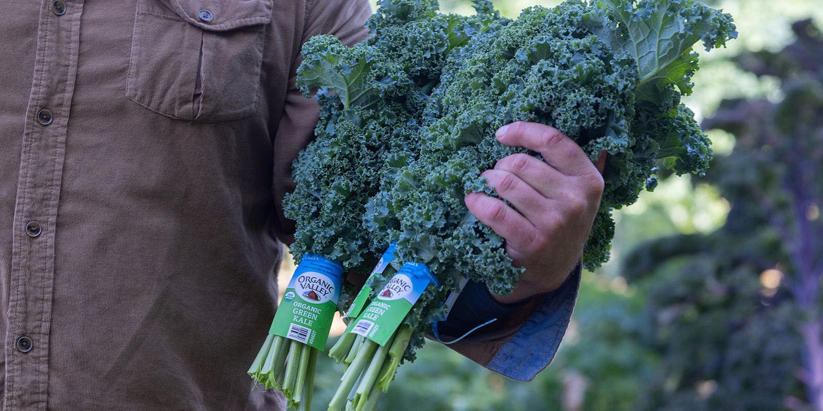 Man holding Organic Valley Kale.