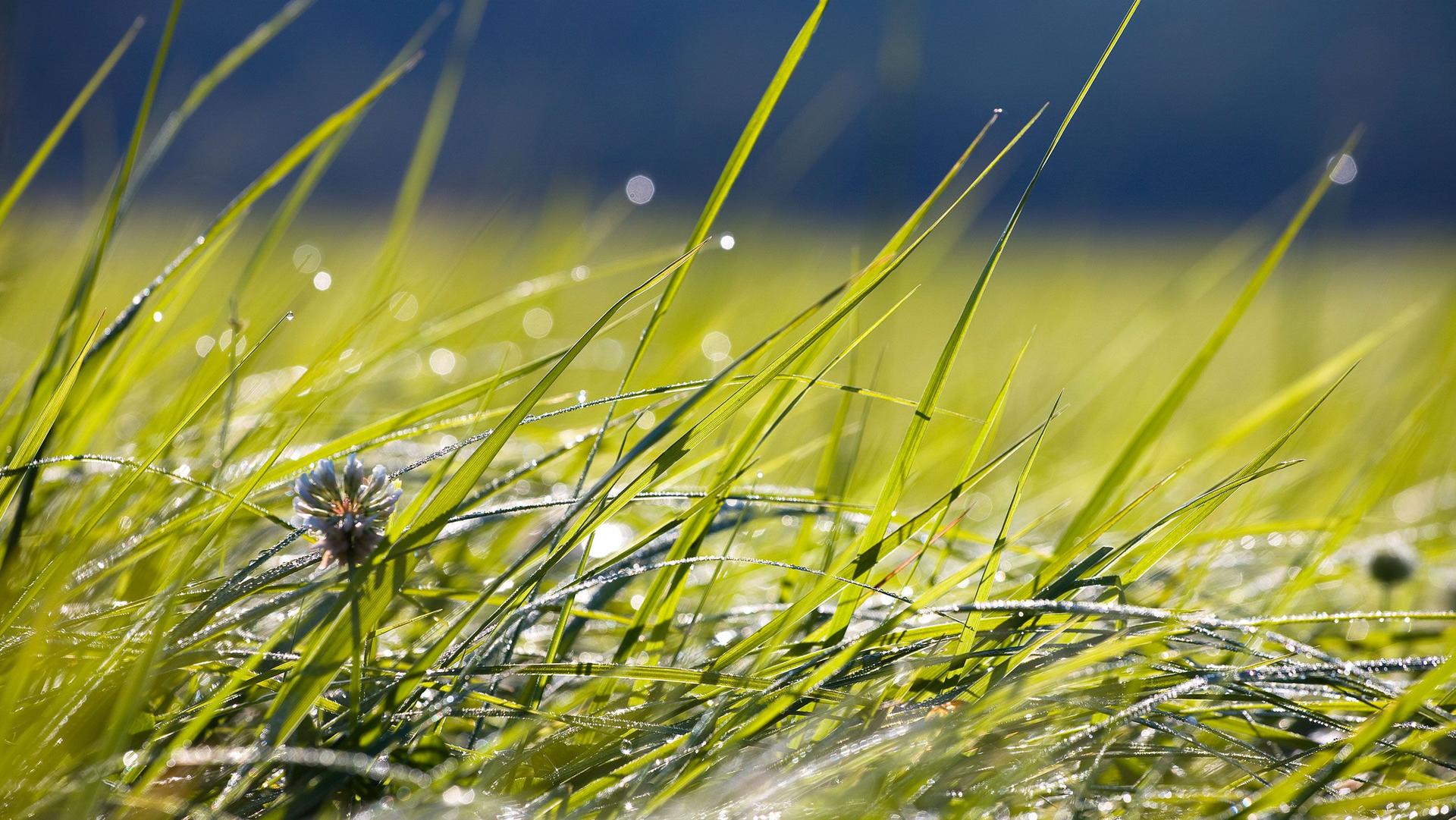 Lush pasture grass shining in the sunlight.