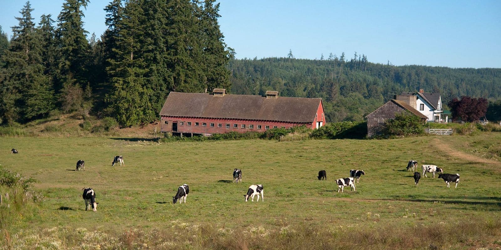 Cows on pasture in front of a barn at the Bishop farm in Washington.